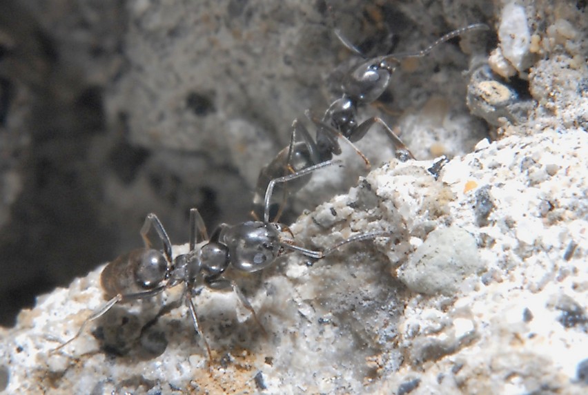 Anche piccole formiche